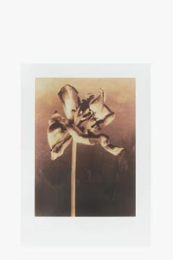 AllSaints WHITE ‘Sunset Riot’ eau de parfum